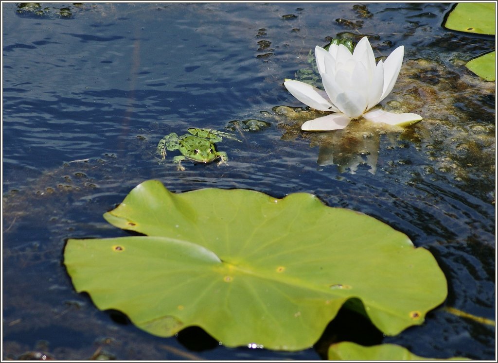 Der Frosch geniesst die Abkhlung und schwimmt gemtlich auf das Blatt zu.(01.07.2011)