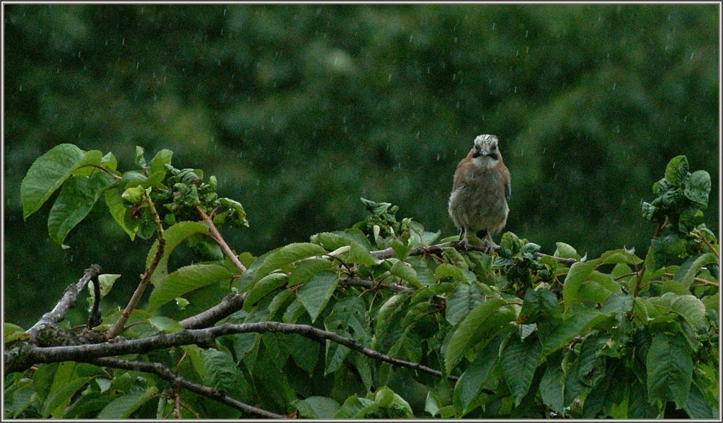Der stndige Regen ist diesem Vogel zuviel, frustriert suchte er nach einem trockenes Platz.
(13.07.2011)