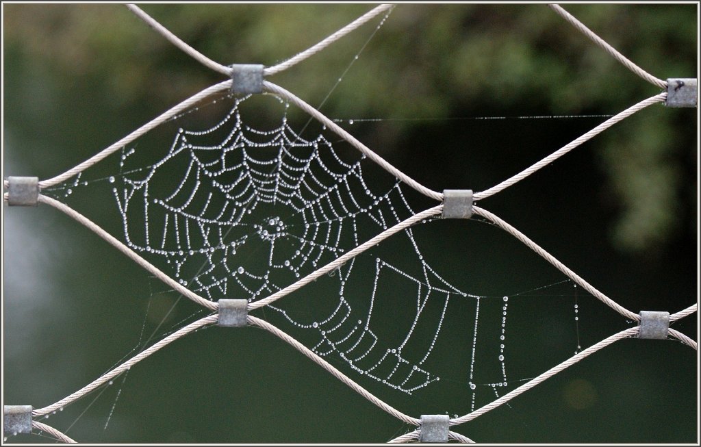 Ein Spinnennetz im Herbst.
(29.10.2011)
