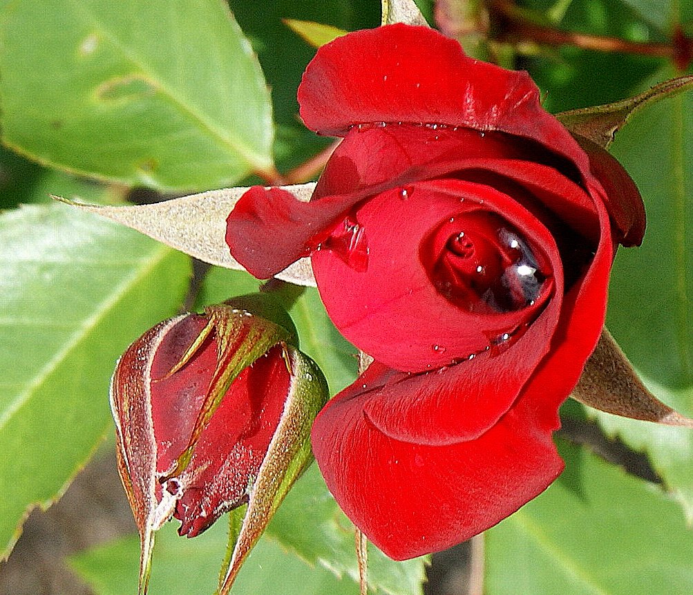 Eine Rose mit Wassertropfen
(31.05.2010)