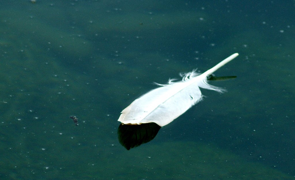 Eine Schwanenfeder im See
(07.06.2010)