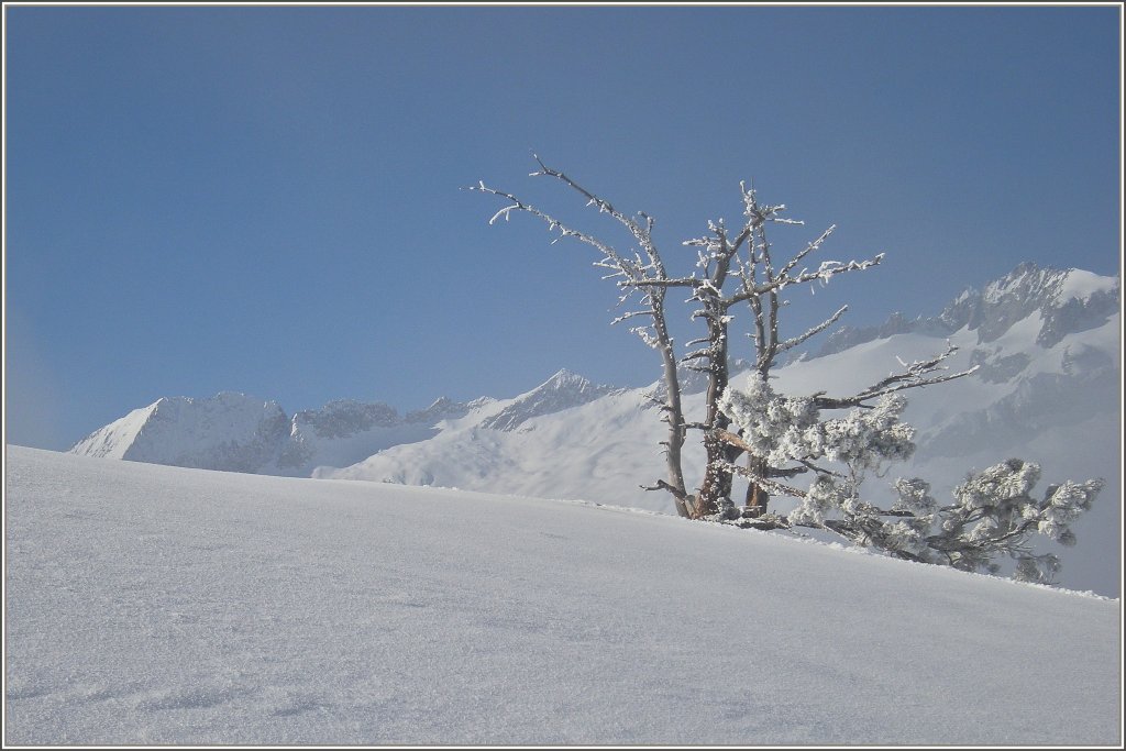 Frost und Schnee bestimmten den Winter 2009
(28.01.2009)