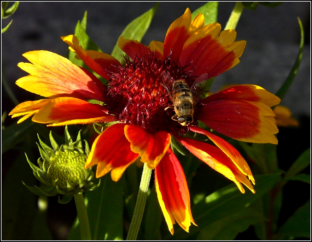 Im Abendlicht des 05.09.2010 besucht eine Biene die Kokardenblume. (Jeanny)