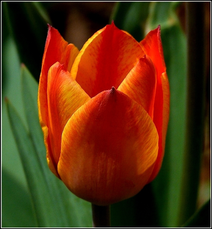 Im Morgenlicht des 08.04.2011 leuchtet diese Tulpe von innen. (Jeanny) 