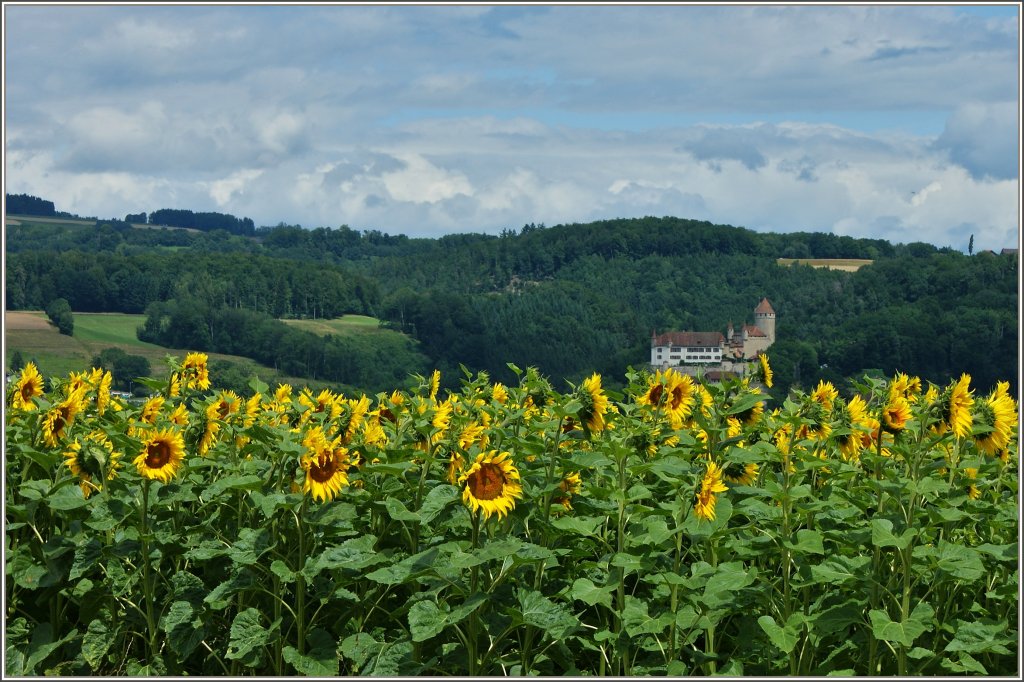 Sonnenblumen und das Schloss von Lucens.
(12.07.2012)