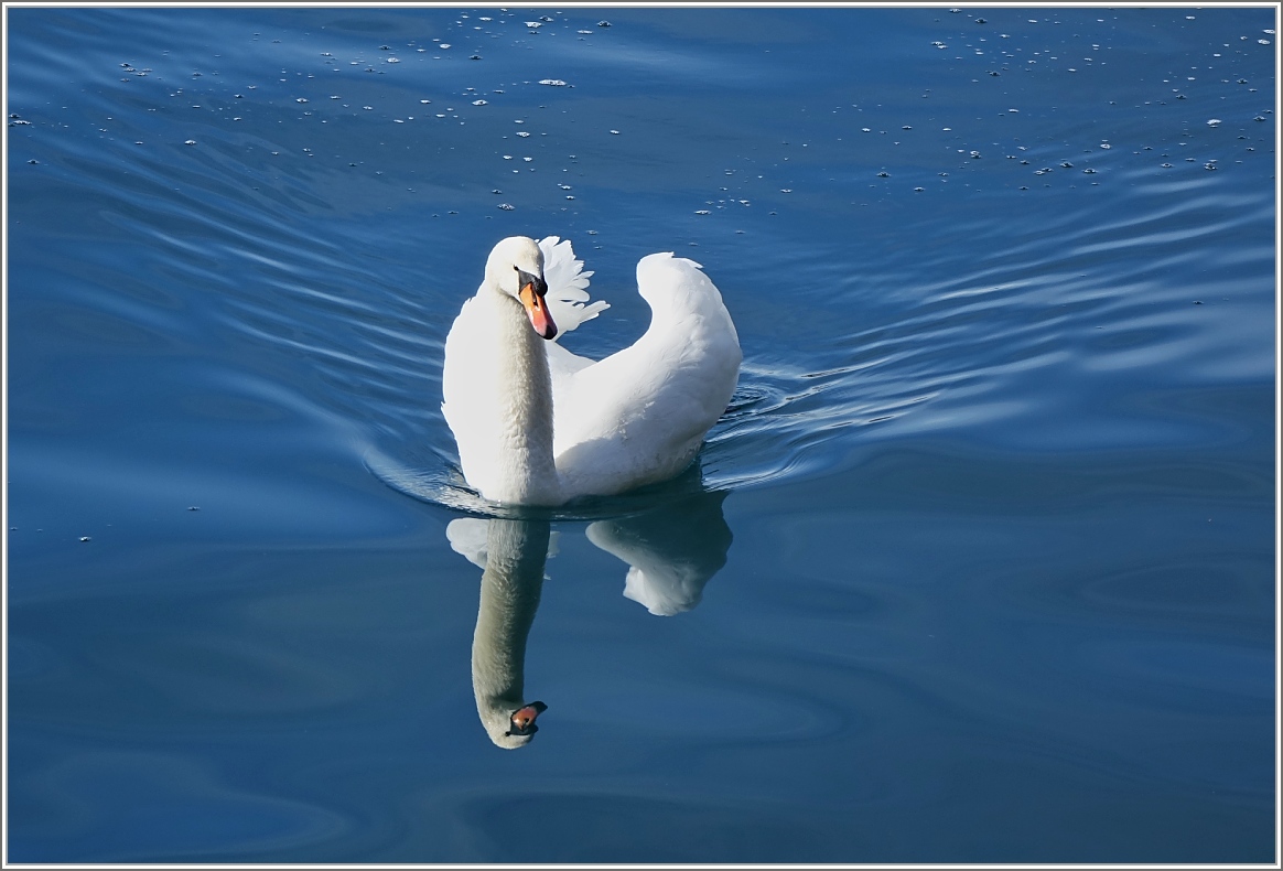 Ein Schwan geniesst die wärmenden Strahlen der Märzsonne
(03.03.2015)