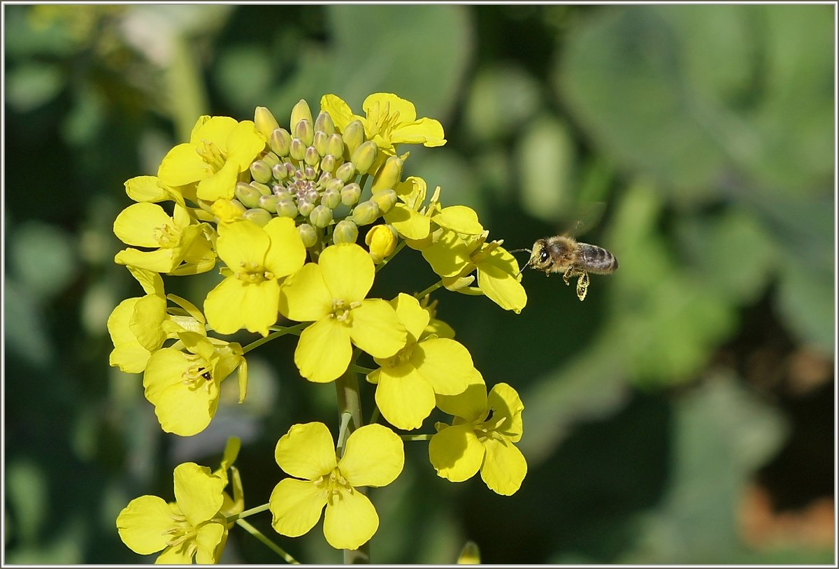Eine Biene im Anflug auf eine Rapsfeldblüte
(20.04.2021)
