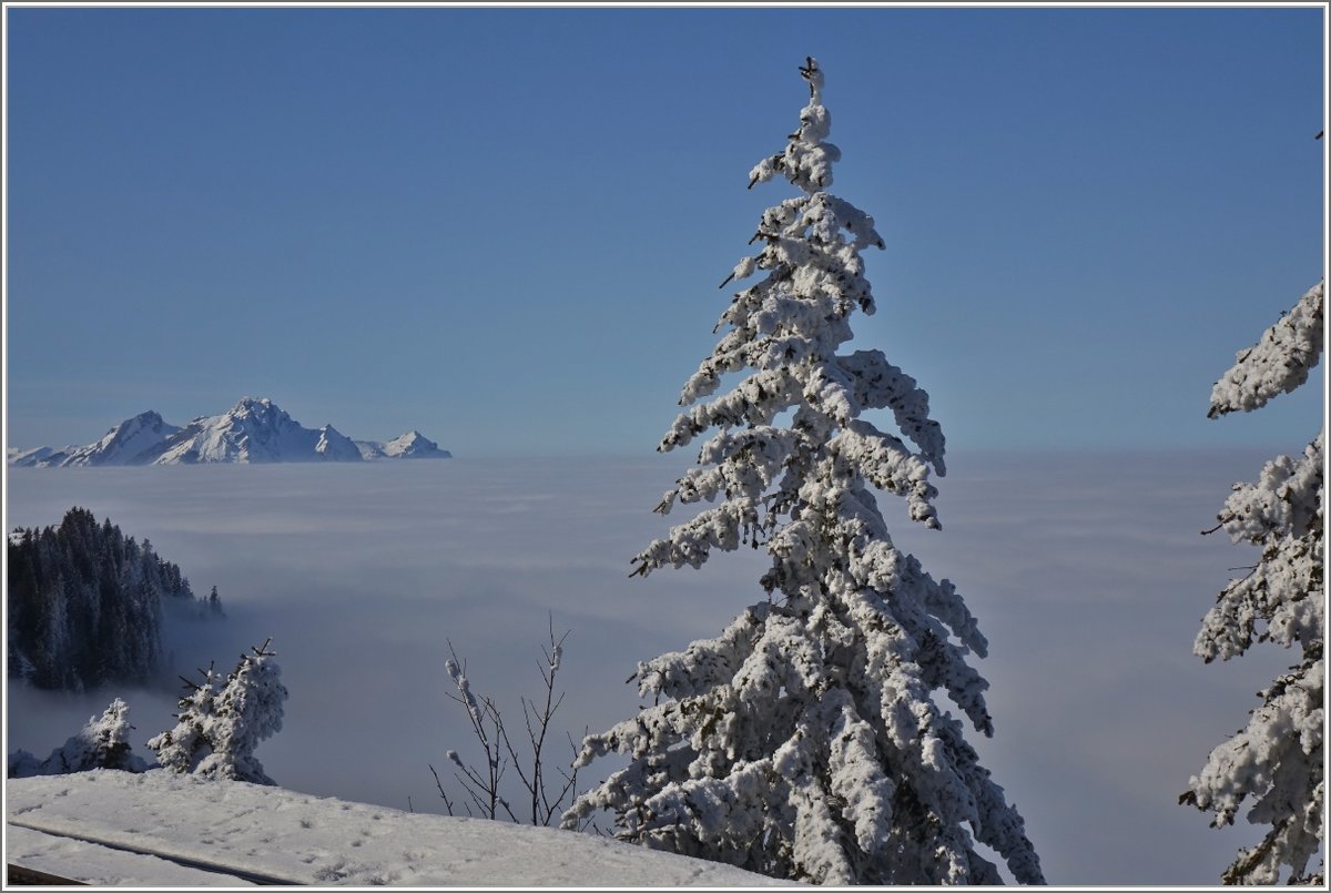 Nebel, Kälte und Schnee sorgten für eine einzigartige Winterstimmung auf dem Rigi.
(24.02.2018)