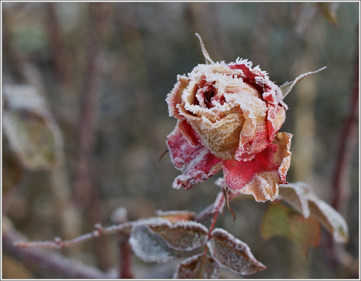 Rosen können auch im Winter bezaubern.
(02.01.2017)
