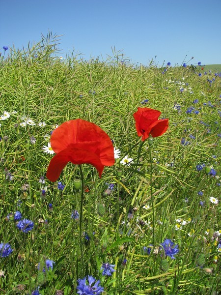 Rapsfeld mit mit typischen Feldblumen