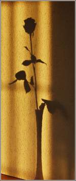 Sonstiges/161581/das-licht-der-untergehenden-sonne-sorgt Das Licht der untergehenden Sonne sorgt fr bezaubernde Schattenspiele und besonderen Blumenschmuck an der Wand.
(30.09.2011)