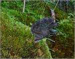 Sonstiges/162743/in-diesem-wald-sind-ausser-pilzen In diesem Wald sind ausser Pilzen auch noch Handschuhe, die scheinbar aus der Erde wachsen, zu finden.
(11.09.2011)