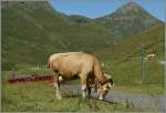 Berner Oberland/298006/bei-der-kleinen-scheidegg-sind-die Bei der Kleinen Scheidegg sind die Linsenputzer sowohl die Touristen wie auch die Zge der JB gewohnt und lassen sich weder von den einen noch von den andern beim Mittagsessen stren.
Aug. 2013