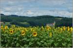 Sonnenblumen und das Schloss von Lucens.