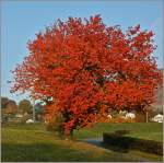 Ein Baum im Herbstgewand.
(01.11.2011)