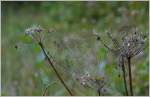 Herbst/365270/wassertropfen-unterstreichen-das-kunstwerk-spinnennetz05092014 Wassertropfen unterstreichen das Kunstwerk 'Spinnennetz'.
05.09.2014)