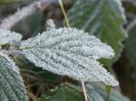 Zuckerblatt- der Frost zeigt seine knstlerische Seite.