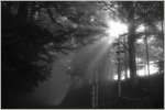 Herbst/522821/das-sonnenlicht-durchbricht-den-nebel22092016 Das Sonnenlicht durchbricht den Nebel
(22.09.2016)