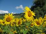 Sommer/9816/sonnenblumen-bingen-farbige-abwechslung-in-den Sonnenblumen bingen farbige Abwechslung in den grauen Alltag. 
(August 2007)