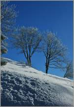 Winter/246721/licht-kaelte-und-schnee-setzten-die Licht, Klte und Schnee setzten die Bume in ein besonderes Licht.
(19.12.2012)