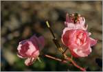 Winter/314015/rosen-bluehen-bienen-fliegen-an-einem Rosen blühen, Bienen fliegen an einem beinahe frühlingshaften Tag dem 01.Januar 2014!