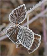 Der Frost unterstreicht Linien und Formen der Blätter besonders schön.
(02.01.2017) 