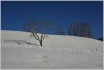 Winter/599994/tief-verschneit-zeigt-sich-die-landschaft Tief verschneit zeigt sich die Landschaft zwischen Gstaad und Schönried.
(13.02.2018)