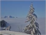 Winter/683130/ein-tiefverschneiter-tannenbaum-in-der-wintersonne24022018 Ein tiefverschneiter Tannenbaum in der Wintersonne.
(24.02.2018)