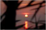 Ein Blick durch die Palme während dem Sonnenuntergang.
(10.03.2014)