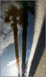 Palmen im Spiegelbild einer Wasserpftze.