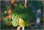 allerlei/633701/in-der-sonne-reifen-die-weintrauben In der Sonne reifen die Weintrauben bis zur Ernte
(27.07.2018)
