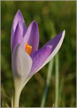 Blumen/126060/diese-krokusbluete-oeffnet-sich-den-waermenden Diese Krokusblte ffnet sich den wrmenden Sonnenstrahlen.
(04.03.2011)