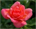 Blumen/147486/nach-einem-regenguss-ziert-ein-letzter Nach einem Regenguss ziert ein letzter Wassertropfen diese Rose.
(14.06.2011)  