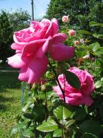 Blumen/26341/rosen Rosen