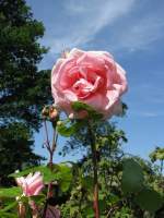 Blumen/26342/rosen Rosen