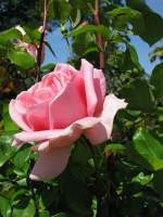 Blumen/26343/rose Rose