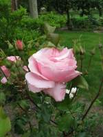 Blumen/26344/rose Rose
