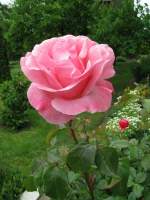 Blumen/26345/rose Rose