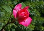 Blumen/277810/eine-rose-erblueht30062013 Eine Rose erblht.
(30.06.2013)
