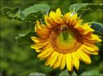 Blumen/288156/-unsere-sonnenblume-hat-besuch-bekommen . Unsere Sonnenblume hat Besuch bekommen. 10.08.2013 (Jeanny)
