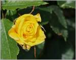 Blumen/344897/rosenbluete-nach-dem-regen28052014 Rosenblüte nach dem Regen
(28.05.2014)