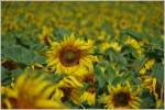 Blumen/352542/sonnenblumen05072014 Sonnenblumen
(05.07.2014)