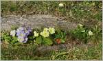 Blumen/410434/fruehlingsboten-primeln-in-voller-bluete03032015 Frühlingsboten: Primeln in voller Blüte
(03.03.2015)