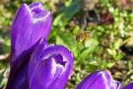 Blumen/412795/-die-krokusse-haben-ein-fleiiges . Die Krokusse haben ein fleiiges Bienchen angelockt. 12.03.2015 (Jeanny)