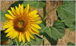 Blumen/441351/sonnenblume08072015 Sonnenblume
(08.07.2015)