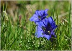 Blumen/503505/der-blaue-enzian-sorgte-schon-fuer Der blaue Enzian sorgte schon für mancherlei Textideen bei den Poeten.
(22.06.2016)