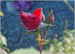 Blumen/634940/eine-vom-tau-benetzte-rosenbluete04102018 Eine vom Tau benetzte Rosenblüte
(04.10.2018)