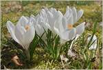 Blumen/730387/krokusse-in-weiss-einer-der-ersten Krokusse in Weiss, einer der ersten Frühlingsboten
(23.03.2021)
