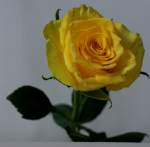 Blumen/73252/eine-mit-wasser-benetzte-rose Eine mit Wasser benetzte Rose 