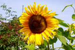 Eine der vielen prächtig blühenden Sonnenblume in unserem Garten.
Herdorf am 24.08.2023
